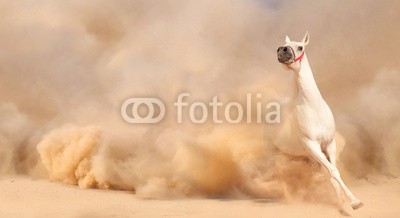 loya_ya, horse in dust (wild, mustang, schicken, sturm, zuchthengst, herde, staub, stark, bauernhof, freiheit, reiten, schnell, pferd, säugetier, wolken, kräfte, biest, fohlen, sand, männlich, einhufer, sonne, grau, start, jung, galopp, bewölkt, laufen, frei, amphetamin)