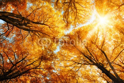 Smileus, Die Herbstsonne scheint durch Baumkronen (baum, wald, natur, landschaft, sonne, herbst, crown, gelb, laub, blatt, baumstamm, wald, gold, ländlich, idylle, herbst, sonnenschein, draußen, park, froh, flora, umwelt, botanik, baum, naturpark, entspannung, umweltschutz, hoch, himmel, as)