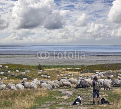 Blickfang, Schäfer auf Sylt (blau, deutsch, reiseziel, insel, meer, sand, urlaub, touristisch, nordsee, sylt, wasser, welle, stranden, hirte, schaf, schaf, herde, hund, schäferhund, hun)