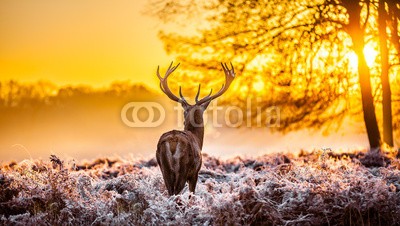 arturas kerdokas, Red deer in the morning sun (hirsch, tier, jagd, wald, holz, horn, holland, heidekraut, safarie, moor, baum, orange, lila, paarungszeit, national park, natur, wildlif)