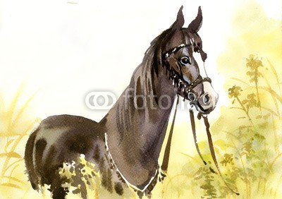 Nadiia Starovoitova, Horse in the grass (biest, maronen, skizze, reiten, einhufer, bauernhof, feld, flora, force, schicken, freiheit, gras, grau, grau, herde, pferd, säugetier, bewegung, natur, kräfte, schienen, himmel, zuchthengst, start, stark, sonne, gelb, jun)