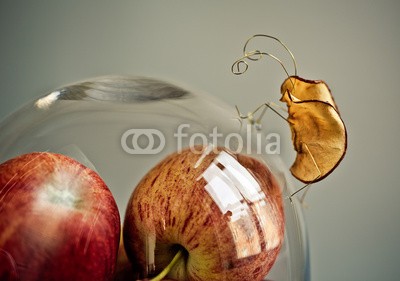 Nailia Schwarz, Fruit Bugs (obst, apfel, gehetzt, bug, fliege, insekt, miniature, stilleben, stilleben, stille, tischplatte, kuppel, glas, apfel, spassig, komik, 2, mott)