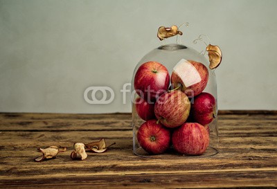 Nailia Schwarz, Fruit Bugs (obst, apfel, gehetzt, bug, fliege, insekt, miniature, stilleben, stilleben, stille, tischplatte, kuppel, glas, apfel, spassig, komik, 2, mott)