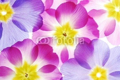 Anette Linnea Rasmus, Close-up of pastel primula flowers against white background (primel, primel, rosa, lila, blume, backgrounds, blühen, blühen, botanisch, botanisch, knospe, close-up, verfärbt, details, gärten, isoliert, makro, pflanze, jahreszeit, jahreszeitlich, frühling, strukturen, samt, weiß, gelb, pastell, natur, natürlic)