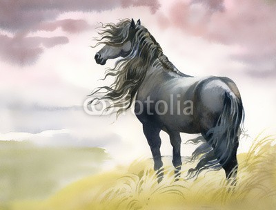 Nadiia Starovoitova, Black horse in a field (biest, schwarz, maronen, skizze, reiten, einhufer, bauernhof, feld, flora, force, schicken, freiheit, gras, grau, grau, herde, pferd, säugetier, bewegung, natur, kräfte, schienen, himmel, zuchthengst, start, stark, sonne, wind, gelb, jun)