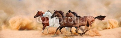 loya_ya, Herd gallops in the sand storm (wild, herde, amphetamine, oden, tier, mustang, staub, pferd, sturm, zuchthengst, kräfte, biest, fohlen, sand, traben, freundschaft, stark, männlich, einhufer, sommer, freiheit, stabil, schienen, familie, ägypter, angaffen, galopp, arabisch, laufe)