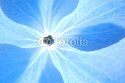 Anette Linnea Rasmus, Close-up of soft pastel blue hortensia flower (blume, frühling, blau, hortensien, backgrounds, schöner, blühen, blühen, botanisch, botanisch, close-up, details, flora, floral, gärten, licht, makro, natur, draußen, park, blickwinkel, schatten, pastell, spring-time, strukturen, sommer, durchsichti)