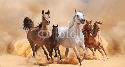 loya_ya, Horses in sand dust (laufen, wild, mustang, silber, schicken, sturm, weiß, bellen, zuchthengst, amphetamine, schnell, herde, staub, stark, bauernhof, freiheit, reiten, pferd, säugetier, kräfte, biest, fohlen, sand, männlich, einhufer, sonne, grau, start, grau, jung, galop)