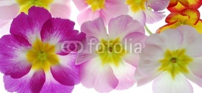 Anette Linnea Rasmus, Close-up of pastel primula flowers against white background (primel, primel, rosa, lila, blume, backgrounds, blühen, blühen, botanisch, botanisch, knospe, close-up, verfärbt, details, gärten, isoliert, makro, pflanze, jahreszeit, jahreszeitlich, frühling, strukture)