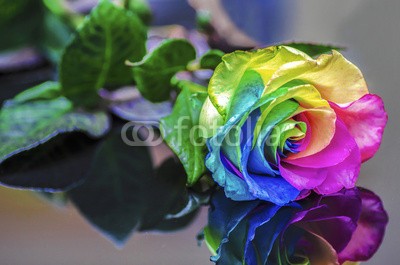 Maury Mauser, Rainbow Rose Reflection (regenbogen, rosafarben, makro, close-up, abstrakt, farb, bunt, kühl, schöner, erstaunlich, blütenblätter, blume, natur, gelb, grün, blau, lila, veilchen, rosa, rare, multi, gemischt, künstlich, coloured, stengel, vielfarbig, rosafarben, rot, tropisc)