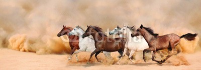 loya_ya, Herd gallops in the sand storm (laufen, herde, mustang, oden, wild, tier, freundschaft, amphetamine, reiten, aktion, staub, pferd, sturm, zuchthengst, kräfte, biest, fohlen, sand, traben, stark, männlich, einhufer, sommer, freiheit, stabil, schienen, familie, ägypter, angaffen, galop)