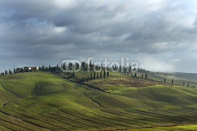 Blickfang, Toscana Landschaft Italien (italien, reisen, reise, reiseziel, touristisch, sehenswürdigkeit, toskana, europa, orientierungspunkt, urlaub, geschichtlich, panorama, landschaft, landwirtschaftlich, zypresse, grün, jahreszeit, vermisse)