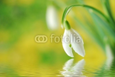 Anette Linnea Rasmus, Close-up of white snowdrop (entladen, schneeglöckchen, winter, schnee, blume, grün, wasser, reflektiert, kräuseln, arktis, blühen, blühen, botanisch, botanisch, knospe, close-up, details, flora, floral, wald, frisch, gärten, gelb, leaf, makro, wiese, natürlich, natur, drauße)