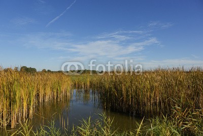 dina, Seeimpressionen (baum, bunt, wasser, grün, landschaft, natur, see, seeufer, sommer, wald, wasser, fischteich, ried, franke)