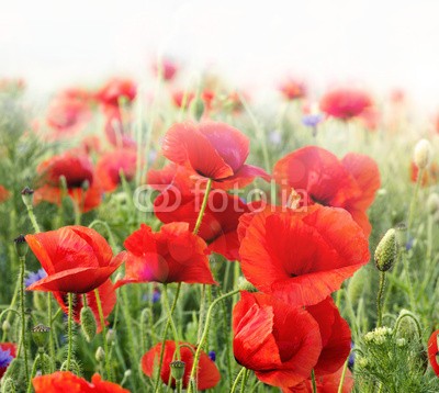 doris oberfrank-list, Roter Mohn: Farbe des Sommers :) (geburtstag, glück wünschen, himmel, sonne, mohn, mohn, mohn, ostern, mohn, wiese, sommer, frühling, hübsch, schönheit, entspannen, time out, entspannung, freiheit, entspannen, beschaulichkeit, blume, urlaub, fröhlichkeit, freudig, frühlin)