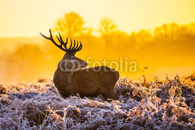 arturas kerdokas, Red deer in the morning sun (tier, horn, hirsch, nebel, wald, heidekraut, holland, jagd, paarungszeit, moor, national park, natur, orange, lila, safarie, baum, wildlife, hol)