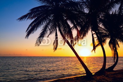 Oleksandr Dibrova, Tropic sunrise through the coconut palms (strand, morgengrauen, sunrise, palme, kokos, küstenlinie, tropics, sonnenuntergänge, sonnenuntergänge, silhouette, meer, küste, ozean, insel, dominikaner, schöner, küste, dunkel, abenddämmerung, abend, exotisch, horizont, orange, draußen, palm)