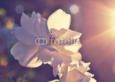 supertramp8, White rose in the back sunset light (afternoon, kunst, rücken, hintergrund, schöner, verdammt, blühen, bokeh, blumenstrauss, hochzeitlich, schließen, close-up, verfärbt, bunt, abenddämmerung, abend, flora, floral, blume, gärten, gold, begrüssung, anbauend, bus, licht, literatur, lieb)