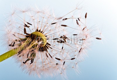 doris oberfrank-list, Ich wünsch mir :) (pusteblume, pusteblume, wunsch, wunsch, allergien, blume, freiheit, urlaub, jahreszeit, jahreszeit, frisch, grün, pusteblume, fröhlichkeit, freudig, freudig, pflanze, traum, natur, pollen, samen, sommer, wind, schlag, gesundheit, draußen, makro, fel)