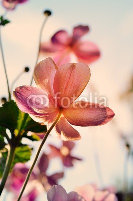 supertramp8, Beautiful anemone flowers in the soft late afternoon light (anemone, herbst, hintergrund, blühen, botanisch, botanik, close-up, bunt, zierlich, dekorativ, details, flora, floral, blume, zerbrechlich, fragrance, frisch, gärten, gartenarbeit, grün, zuhause, haus, japanisch, licht, lieblich, makro, wiese, natürlic)