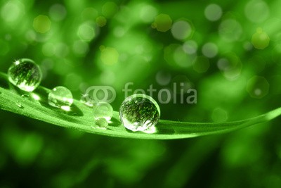 Stefan Körber, Tropfen (rieseln, makro, bambus, blatt, nass, nass, wasser, gesundheit, medizin, feucht, natur, umwelt, ökologie, regentropfen, tautropfen, close-up, pflanze, quelle, regen, regenwald, sinne, sexy, therapie, biologisch, entspannen, entspannung, erholung, farn)