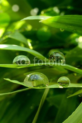 Stefan Körber, Tropfen (rieseln, makro, bambus, blatt, nass, nass, wasser, gesundheit, medizin, feucht, natur, umwelt, ökologie, regentropfen, tautropfen, close-up, pflanze, quelle, regen, regenwald, sinne, sexy, therapie, biologisch, entspannen, entspannung, erholung, farn)
