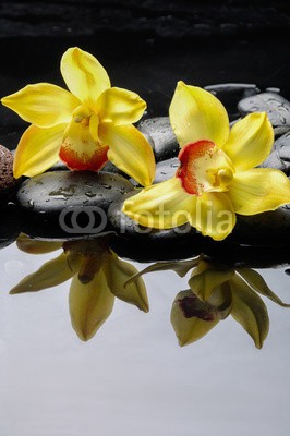 Mee Ting, still life with yellow  orchid on pebbles with reflection (alternative, hintergrund, balance, schöner, schönheit, schwarz, windstille, pflege, sauber, konzept, entladen, ost, flora, frisch, frieden, gesundheit, gesund, lebensstil, makro, medizin, meditation, natürlich, natur, orchid, orientalisch, peac)