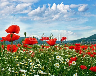 doris oberfrank-list, Frühlings-Landschaft in der Pfalz :) (geburtstag, glück wünschen, himmel, mohn, mohn, mohn, ostern, mohn, wiese, sommer, frühling, entspannen, time out, entspannung, freiheit, entspannen, beschaulichkeit, blume, urlaub, fröhlichkeit, freudig, frühling, jahreszeit, natur, frühlingsblum)