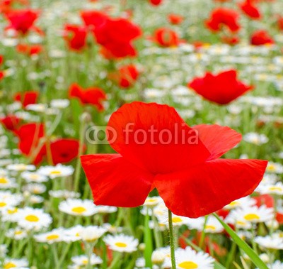 doris oberfrank-list, Klatschmohnwiese in der Pfalz :) (geburtstag, glück wünschen, himmel, mohn, mohn, mohn, ostern, mohn, wiese, sommer, frühling, entspannen, time out, entspannung, freiheit, entspannen, beschaulichkeit, blume, urlaub, fröhlichkeit, freudig, frühling, jahreszeit, natur, frühlingsblum)