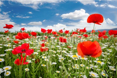 doris oberfrank-list, Klatschmohnwiese in der Pfalz :) (geburtstag, glück wünschen, himmel, mohn, mohn, mohn, ostern, mohn, wiese, sommer, frühling, entspannen, time out, entspannung, freiheit, entspannen, beschaulichkeit, blume, urlaub, fröhlichkeit, freudig, frühling, jahreszeit, natur, frühlingsblum)