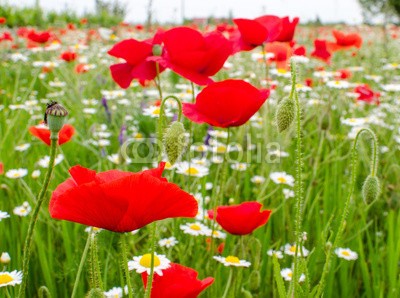 doris oberfrank-list, Klatschmohnwiese in der Pfalz :) (geburtstag, glück wünschen, himmel, mohn, mohn, mohn, ostern, mohn, wiese, sommer, frühling, entspannen, time out, entspannung, freiheit, entspannen, beschaulichkeit, blume, urlaub, fröhlichkeit, freudig, frühling, jahreszeit, natur, frühlingsblum)