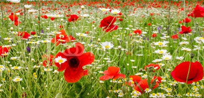 doris oberfrank-list, Klatschmohnwiese in der Pfalz :) (geburtstag, glück wünschen, himmel, mohn, mohn, mohn, ostern, mohn, wiese, sommer, frühling, entspannen, time out, entspannung, freiheit, entspannen, beschaulichkeit, blume, urlaub, fröhlichkeit, freudig, frühling, jahreszeit, natur, frühlingsblum)