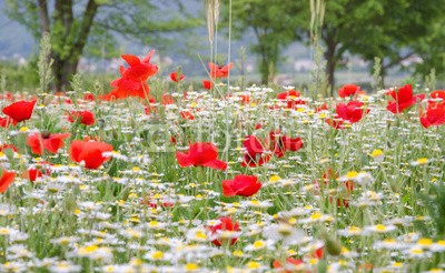 doris oberfrank-list, Klatschmohn-Wiese in der Pfalz :) (geburtstag, glück wünschen, himmel, mohn, mohn, mohn, ostern, mohn, wiese, sommer, frühling, entspannen, time out, entspannung, freiheit, entspannen, beschaulichkeit, blume, urlaub, fröhlichkeit, freudig, frühling, jahreszeit, natur, frühlingsblum)