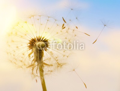 Visions-AD, Pusteblume mit fliegenden Schirmchen im Sonnenlicht (pusteblume, sonne, sunlight, sonnenstrahl, pusteblume, himmel, blau, licht, wolken, fliege, pflanze, samen, wind, sunrise, sonnenuntergänge, natur, blume, leuchten, frühling, sommer, jahreszeit, wachsen, wachstum, heuschnupfen, allergien, faded, symbo)