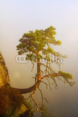 Visions-AD, Kiefer am Felsen bei Sonnenaufgang im Nebel (baum, berg, kiefer, nebel, wolken, sunrise, landschaft, hiking, sonne, vale, berg, bergsteigen, felsen, morgens, sunlight, urlaub, bonsai, sachsen, sächsische schweiz, deutsch, berg, natur, wald, bewegung, romantisch, stimmungsvoll, licht, ausflug, ziele)