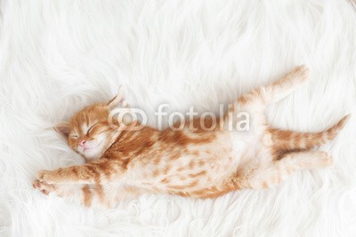 Alena Ozerova, Red kitten (süss, tier, baby, decke, katze, kind, close-up, close-up, gemütlich, sahne, hübsch, häusliche, katzen, flaumig, spassig, pelz, pelzig, ingwer, haare, katzenbaby, katze, little, schauend, liebenswert, lying, 1, orange, haustier, portrait, posieren, katz)