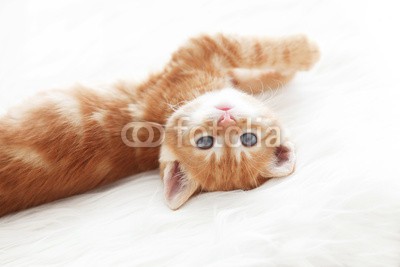 Alena Ozerova, Red kitten (süss, tier, baby, decke, katze, kind, close-up, close-up, gemütlich, sahne, hübsch, häusliche, auge, katzen, flaumig, spassig, pelz, pelzig, ingwer, haare, katzenbaby, katze, little, schauend, liebenswert, lying, 1, orange, haustier, portrait, katz)