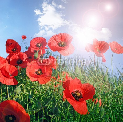 doris oberfrank-list, Mohnblumen in der Pfalz :) (geburtstag, glück wünschen, himmel, mohn, mohn, mohn, ostern, mohn, wiese, sommer, frühling, entspannen, time out, entspannung, freiheit, entspannen, beschaulichkeit, blume, urlaub, fröhlichkeit, freudig, frühling, jahreszeit, natur, frühlingsblum)