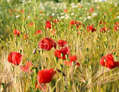 doris oberfrank-list, Mohnblumen und Kornähren in der Pfalz :) (mohn, mohn, mohn, geburtstag, glück wünschen, himmel, mohn, wiese, sommer, frühling, entspannen, time out, entspannung, entspannen, beschaulichkeit, blume, urlaub, fröhlichkeit, freudig, frühling, jahreszeit, natur, frühlingsblume, landschaf)