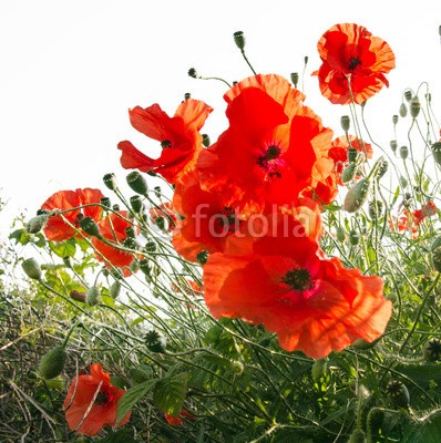 doris oberfrank-list, Mohnblüten :) (geburtstag, glück wünschen, mohn, mohn, mohn, ostern, mohn, wiese, sommer, frühling, entspannen, time out, entspannung, freiheit, entspannen, beschaulichkeit, blume, urlaub, fröhlichkeit, freudig, frühling, jahreszeit, natur, frühlingsblum)