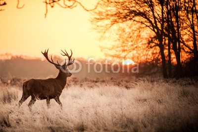 arturas kerdokas, Red Deer in Morning Sun. (hirsch, tier, jagd, holz, wald, safarie, horn, holland, heidekraut, moor, baum, orange, lila, paarungszeit, national park, natur, wildlif)