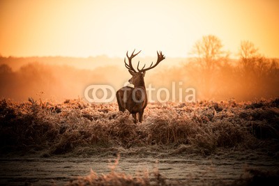 arturas kerdokas, Red Deer in Morning Sun. (hirsch, tier, jagd, holz, wald, safarie, horn, holland, heidekraut, moor, baum, orange, lila, paarungszeit, national park, natur, wildlif)