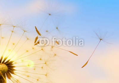 Visions-AD, Pusteblume (Löwenzahn) (pusteblume, sonne, pusteblume, sunlight, sonnenstrahl, himmel, blau, licht, wolken, fliege, pflanze, samen, wind, sunrise, sonnenuntergänge, natur, blume, leuchten, frühling, sommer, jahreszeit, wachsen, wachstum, heuschnupfen, allergien, faded, symbo)