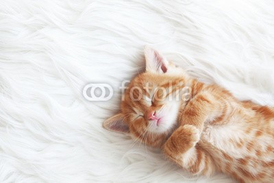 Alena Ozerova, Red kitten (süss, tier, baby, decke, katze, kind, close-up, close-up, gemütlich, sahne, hübsch, häusliche, katzen, flaumig, spassig, pelz, pelzig, ingwer, haare, katzenbaby, katze, little, schauend, liebenswert, lying, 1, orange, haustier, portrait, posieren, katz)