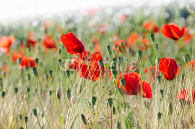 doris oberfrank-list, Klatschmohnwiese in der Pfalz :) (geburtstag, glück wünschen, himmel, mohn, mohn, mohn, ostern, mohn, wiese, sommer, frühling, entspannen, time out, entspannung, freiheit, entspannen, blume, urlaub, fröhlichkeit, freudig, frühling, jahreszeit, natur, frühlingsblume, sommerblum)