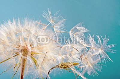 doris oberfrank-list, Dandelion clock :) (pusteblume, pusteblume, wunsch, wunsch, allergien, time out, meditation, blume, freiheit, urlaub, jahreszeit, jahreszeit, frisch, grün, pusteblume, fröhlichkeit, freudig, pflanze, traum, natur, pollen, samen, sommer, wind, schlag, gesundheit, drauße)