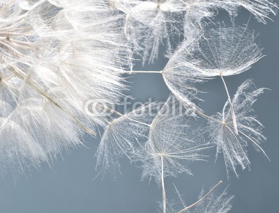 doris oberfrank-list, Dandelion clock: wishes and dreams    :) (pusteblume, pusteblume, wunsch, wunsch, asteraceae, kolossal, allergien, blume, freiheit, urlaub, jahreszeit, jahreszeit, frisch, grün, pusteblume, fröhlichkeit, freudig, freudig, pflanze, traum, natur, pollen, samen, sommer, wind, schlag, gesundhei)