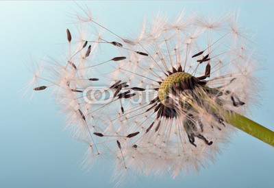 doris oberfrank-list, Dandelion clock: wishes and dreams    :) (pusteblume, pusteblume, wunsch, wunsch, asteraceae, kolossal, allergien, blume, freiheit, urlaub, jahreszeit, jahreszeit, frisch, grün, pusteblume, fröhlichkeit, freudig, freudig, pflanze, traum, natur, pollen, samen, sommer, wind, schlag, gesundhei)