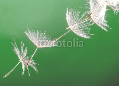 doris oberfrank-list, Dandelion seed ) (pusteblume, pusteblume, wunsch, wunsch, allergien, time out, meditation, blume, freiheit, urlaub, jahreszeit, jahreszeit, frisch, grün, pusteblume, fröhlichkeit, freudig, pflanze, traum, natur, pollen, samen, sommer, wind, schlag, gesundheit, drauße)