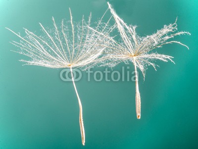 doris oberfrank-list, Dandelion seed :) (pusteblume, pusteblume, wunsch, wunsch, allergien, time out, meditation, blume, freiheit, urlaub, jahreszeit, jahreszeit, frisch, grün, pusteblume, fröhlichkeit, freudig, pflanze, traum, natur, pollen, samen, sommer, wind, schlag, gesundheit, drauße)